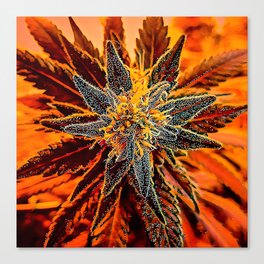 Morning Stars (of cannabis) Canvas Print