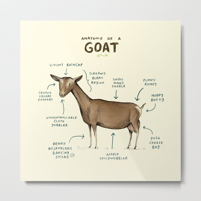 Anatomy of a Goat Metal Print