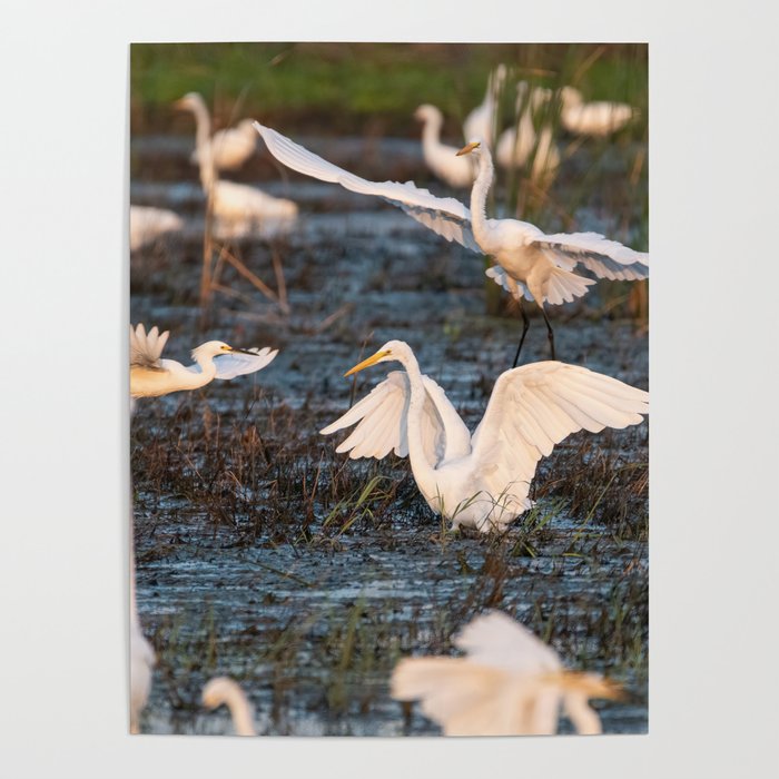 White Egret landing in a marsh filled with other egrets Poster