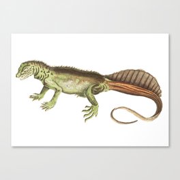Amboina Lizard or Long-Tailed Variegeted Lizard Canvas Print