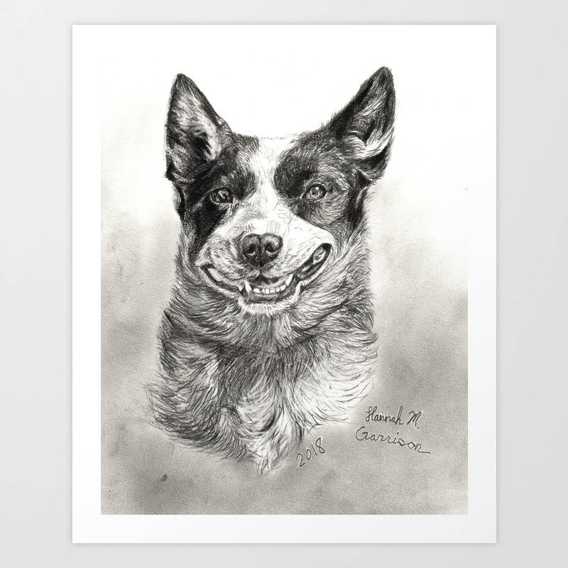 Australian Cattle Dog Drawn With Graphite Art Print By