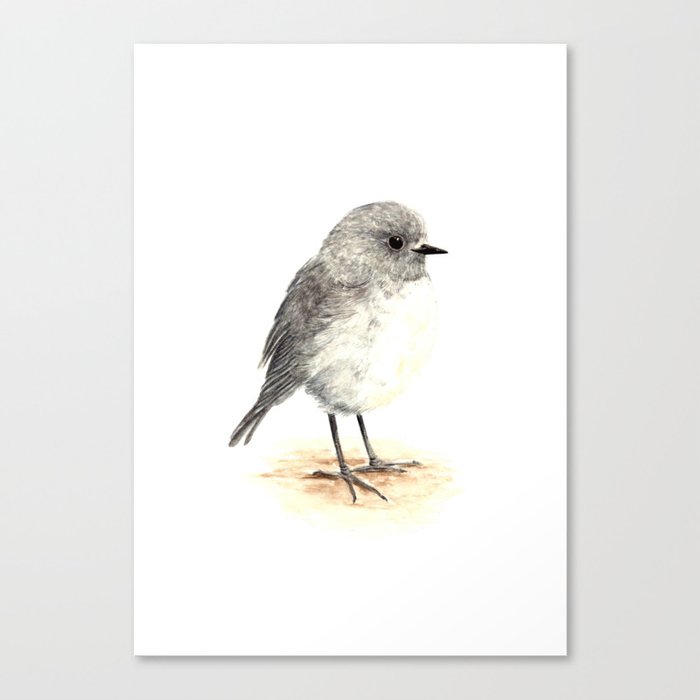 Toutouwai / South Island Robin - a native New Zealand bird Canvas Print