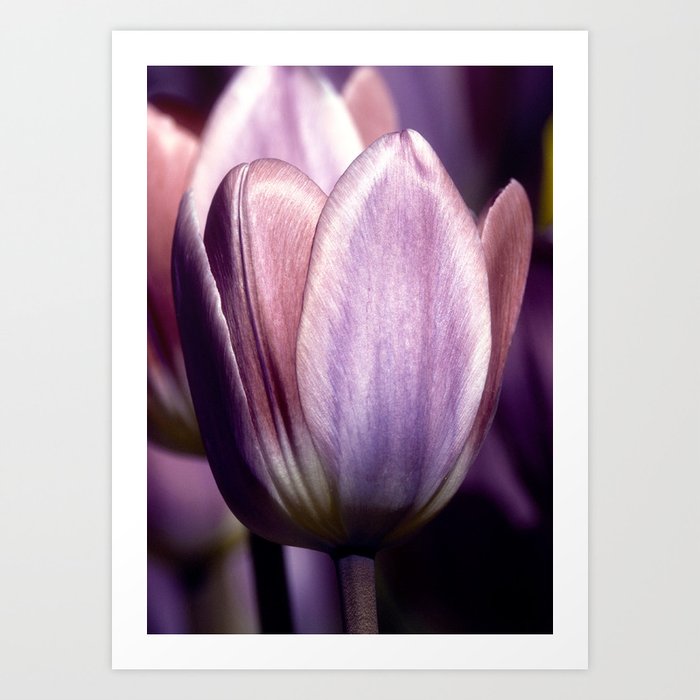 Purple Tulip VII Art Print