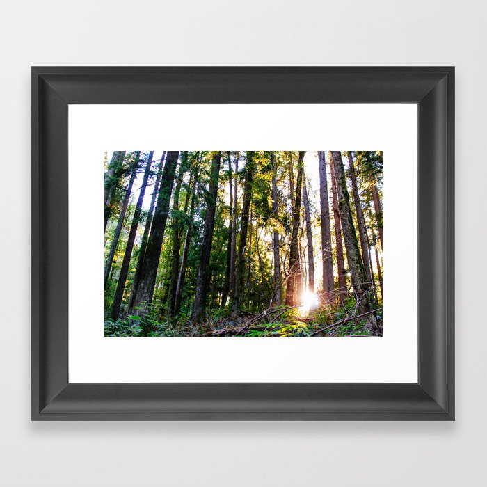 Light in the trees Framed Art Print