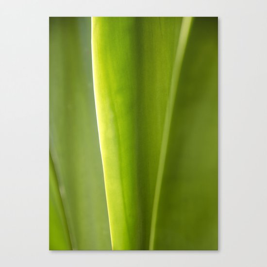 Natural lines Canvas Print