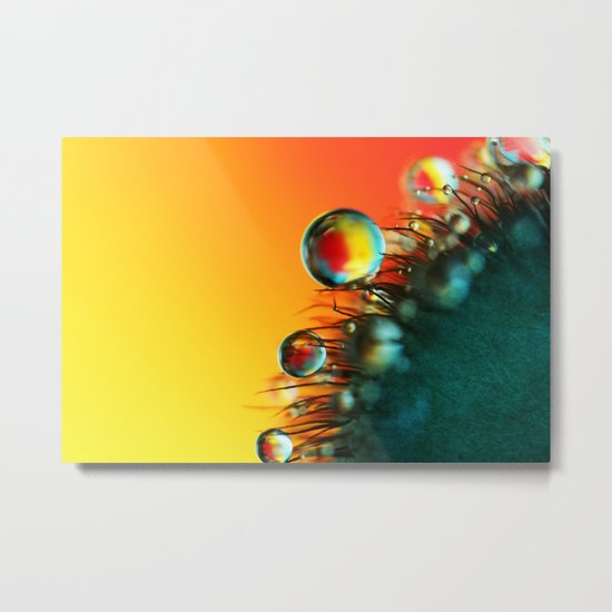 Poppy Drops Metal Print