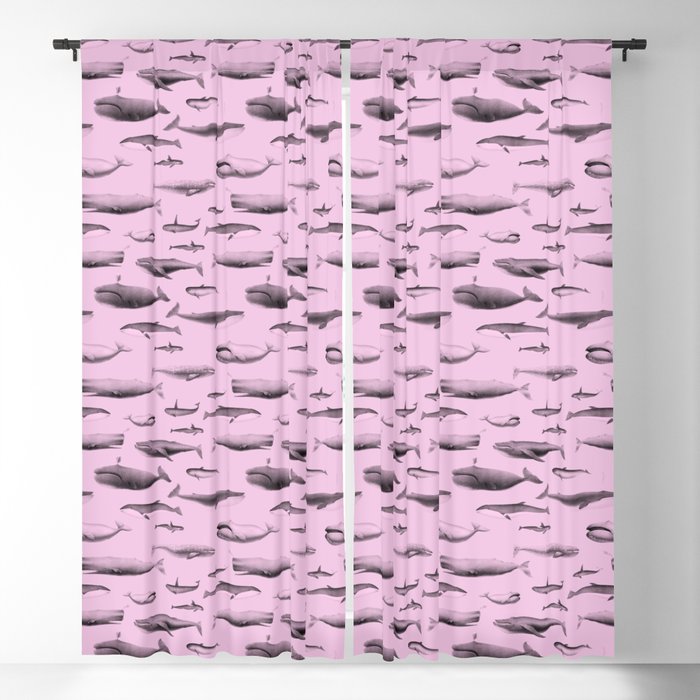 Whales Species Cetacea Mammals in Grey Pencil on Pink Blackout Curtain