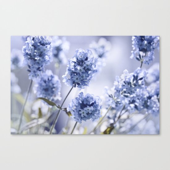Lavender Blue 87 Canvas Print