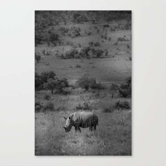 Juvenile White Rhino Canvas Print
