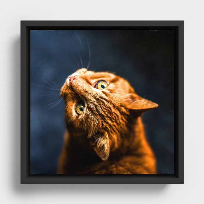 Ginger kitty cat Framed Canvas