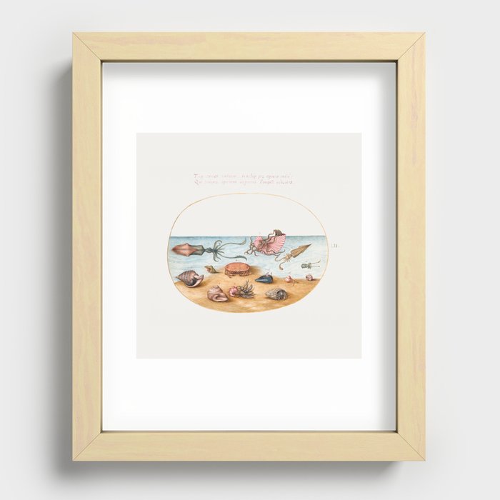 Vintage sea: Argonaut, Squid, Hermit Crabs, Shells and Crab Recessed Framed Print