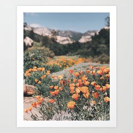 California Poppies // Santa Barbara, CA Art Print