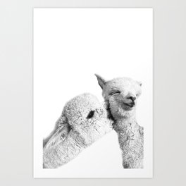 Kissing Alpacas  Art Print