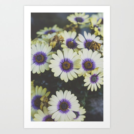 African Daisy Art Print