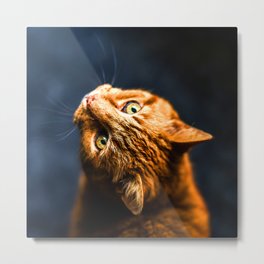 Ginger kitty cat Metal Print