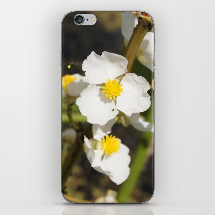 Arrowroot bloom iPhone Skin