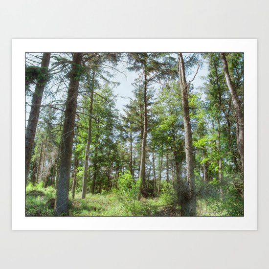 Langsett Forest Art Print