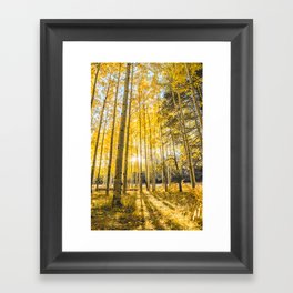 Yellow Aspen Trees Autumn Leaves in Flagstaff, Arizona Framed Art Print