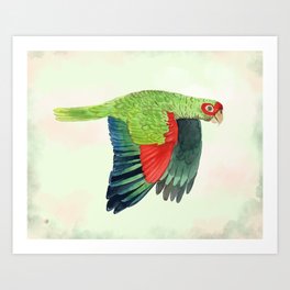 Red and Green Parrot in Flight Art Print