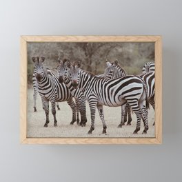 Serengeti zebras Framed Mini Art Print