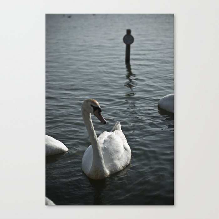 Swan lake Canvas Print