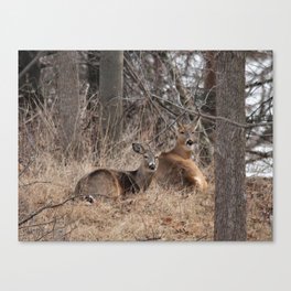 White-Tailed Deer Canvas Print