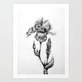 Growth and Change Art Print | Lily, Flowers, Curated, Graphite, Flower, Iris, Pencildrawing, Blackandwhite, Drawing 