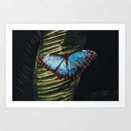 Beautiful iridescent blue coloring of a Blue Morpho butterfly color rainforest tropical portrait color nature photograph side view Art Print