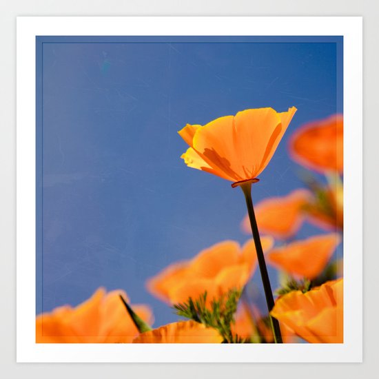 Poppies on Blue Art Print
