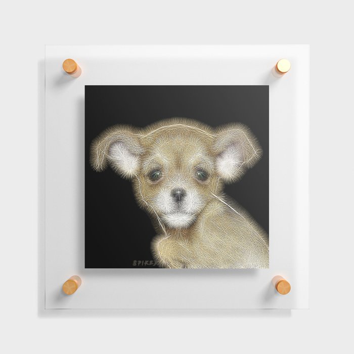 Spiked Brown Chihuahua Puppy Floating Acrylic Print