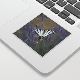 Lavender Flowers And A Beautiful Butterfly Photograph Sticker