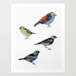 Tanager Bird Doodles - Scientific Illustration Art Print