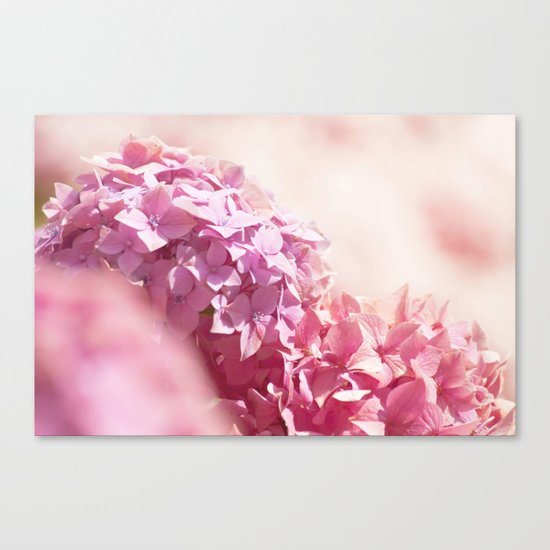Dreamy pink hydrangea - Flower - Floral Canvas Print