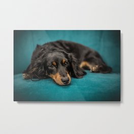Dachshund Metal Print | Fur, Mammal, Blue, Photo, Canine, Children, Sit, Breed, Black, Pet 
