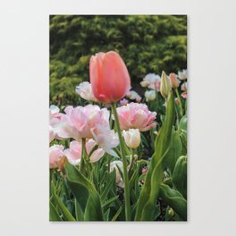 Peach and pink Canvas Print
