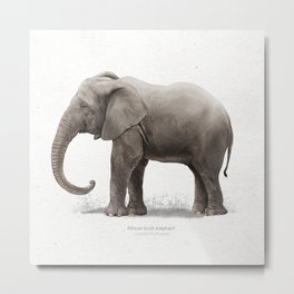 African elephant art print Metal Print | Africa, Elephant, Painting, Natural, Animal, Wild, Realism, Wildlife, Illustration, Digital 