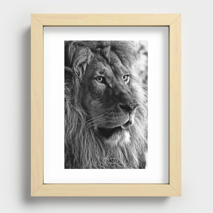 Themba the Lion (Black and White Version) Recessed Framed Print