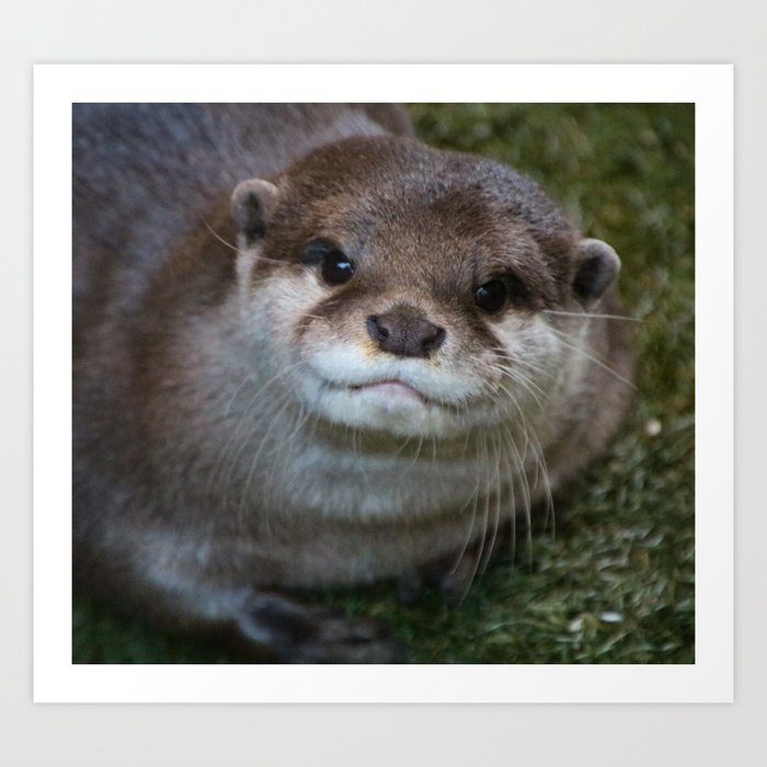 cute otter Art Print