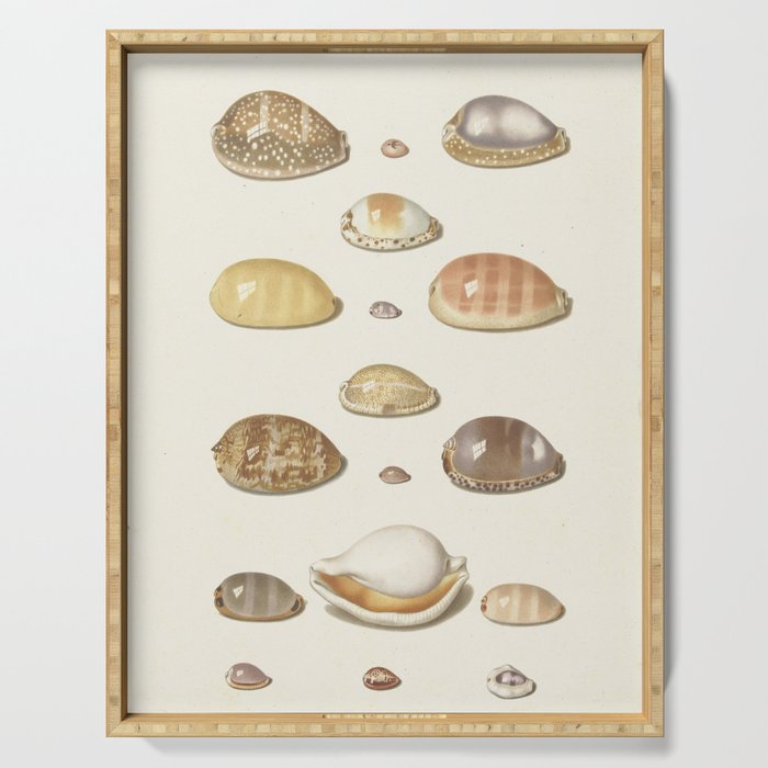 Vintage Seashell Chart I Serving Tray