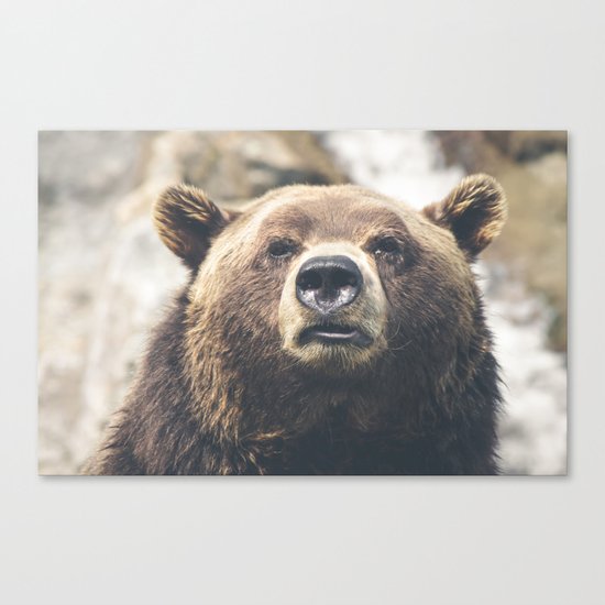 Animal bear Canvas Print