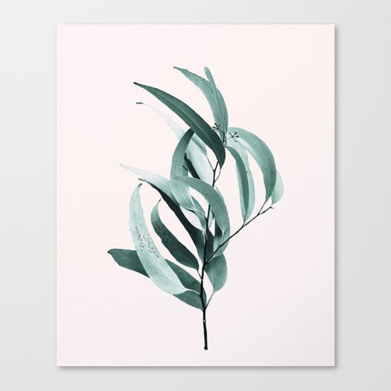 Eucalyptus II - Australian gum tree Canvas Print