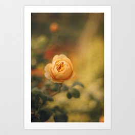 Golden yellow rose | Flower photography | Floral photography Art Print