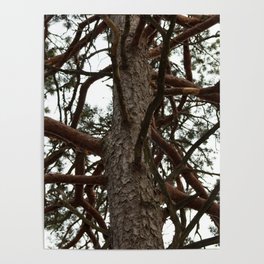 Pine Poster