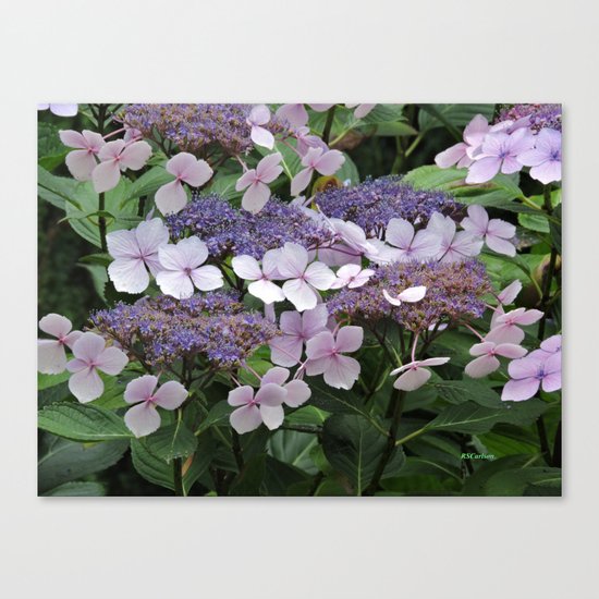 Hydrangea Violet Hues Canvas Print