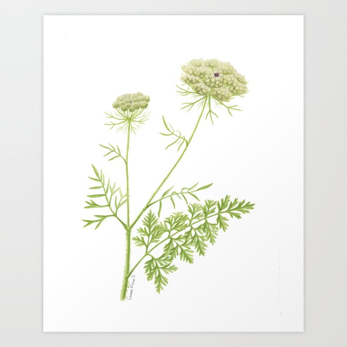 Download As The Sun Set Queen Anne S Lace Wall Art Print Or Canvas Wrap Art Collectibles Color Vermontorganics Com