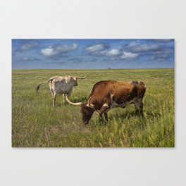 Longhorns on the Prairie Canvas Print