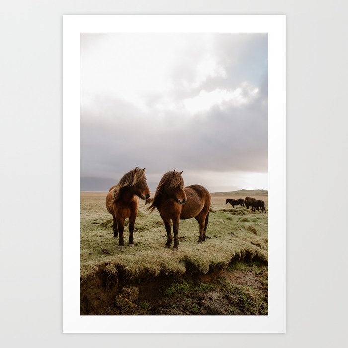 Two Icelandic Ponies Art Print