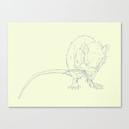 Little Rat Cleaning Face Canvas Print