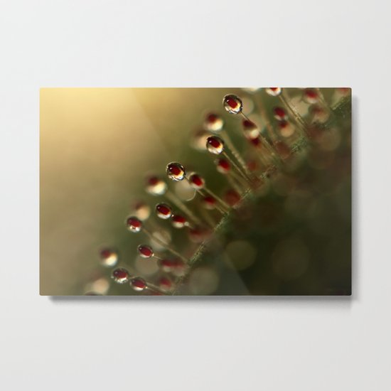 Evening Sundew Metal Print