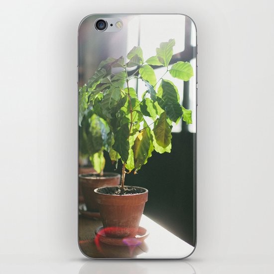 Potted Plant iPhone & iPod Skin